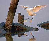 The Egret Is Landing_27858